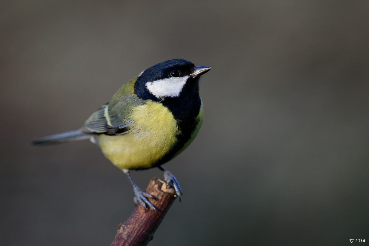 DSC_1910.jpg