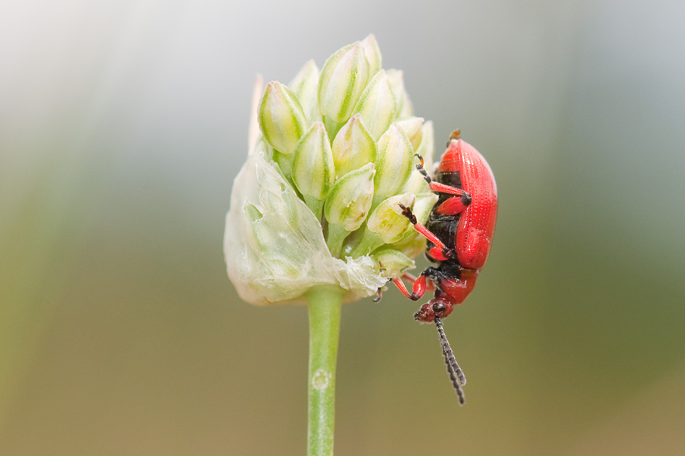 nf_lilioceris_slo_stanjel_130627.jpg