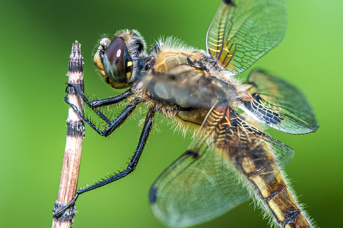 20190705_D500_0079vNF.jpg