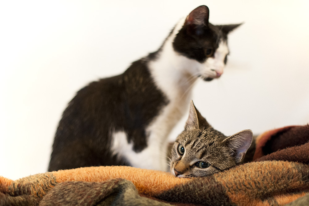 katzen-und-krähen-6_1.jpg