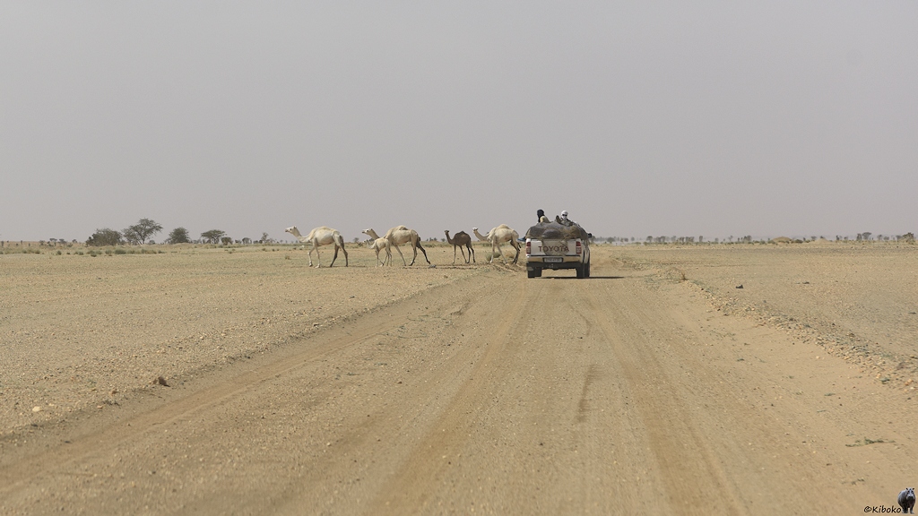 Das Bild zeigt eine ins Bild führende, gerade Piste durch eine hellbraune Kiesebene. Voraus fährt ein weißer Geländewagen. Kurz vor dem Geländewagen ziehen 5 weiße Dromedare von rechts nach links über die Piste.