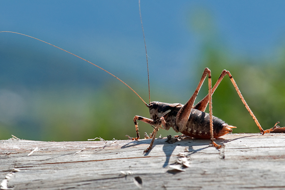 ant_ped_rothenbrunnen_130815.jpg