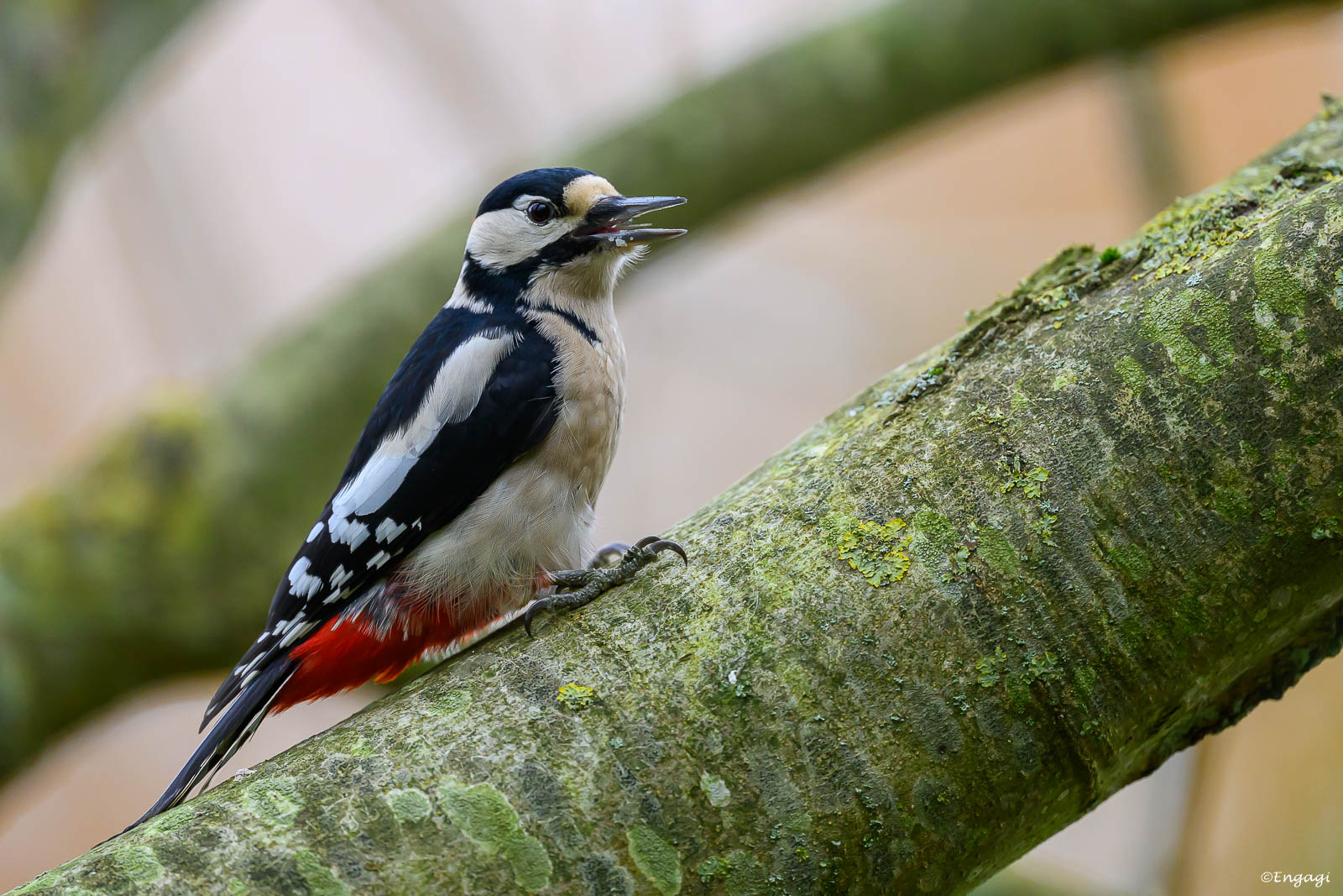 DSC_1003.jpg