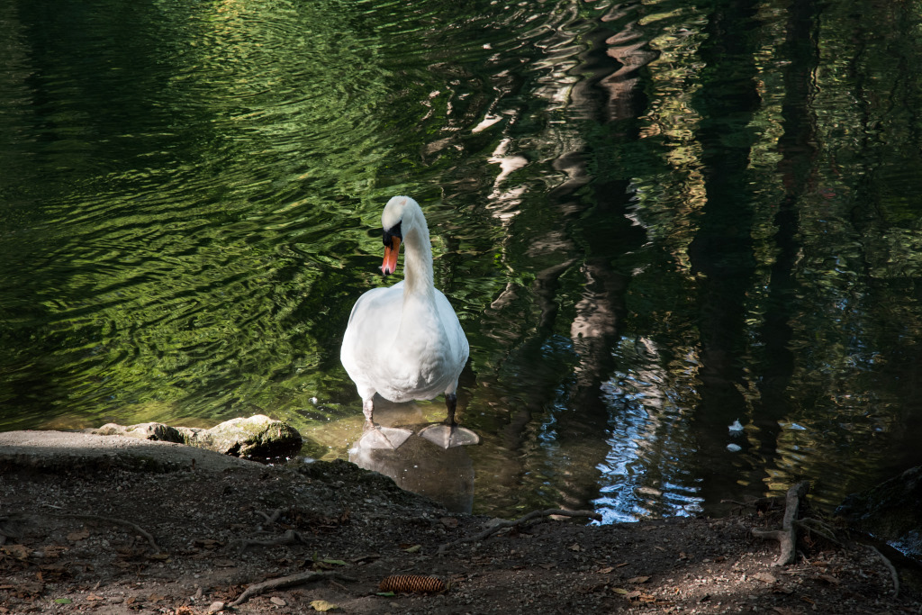 schwan-mh.jpg