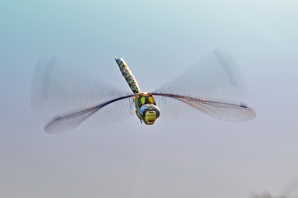 aeshna_cyanea_flug.jpg