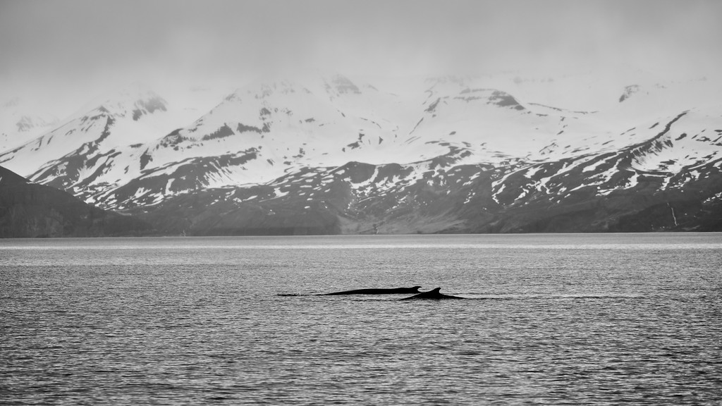 DSC_9432-XL.jpg