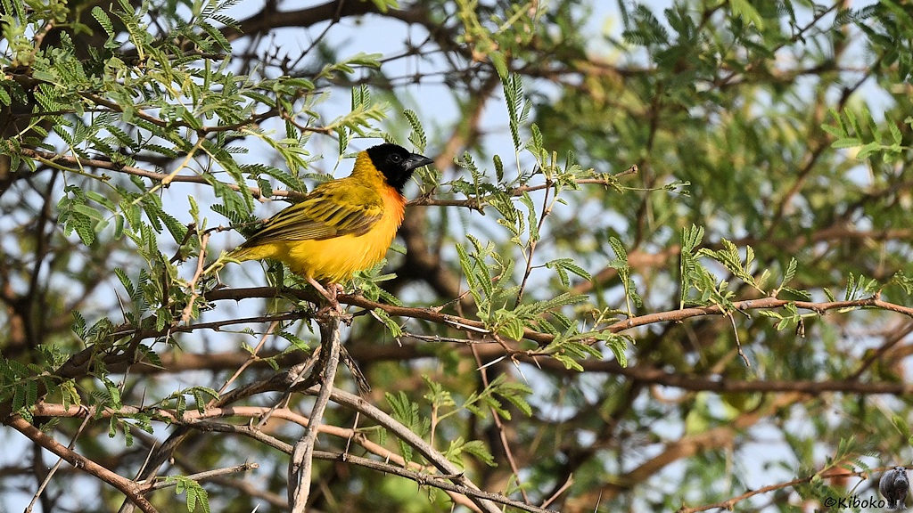 Das Bild zeigt einen kleinen gelben Vogel mit schwarzem Kopf und kurzem schwarzen Schnabel in einem Gebüsch mit feinen Blättern.