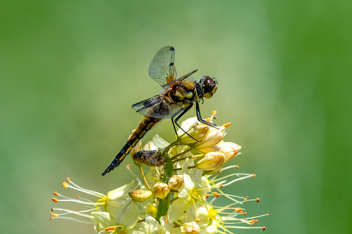 20180605_D500_0111NF.jpg