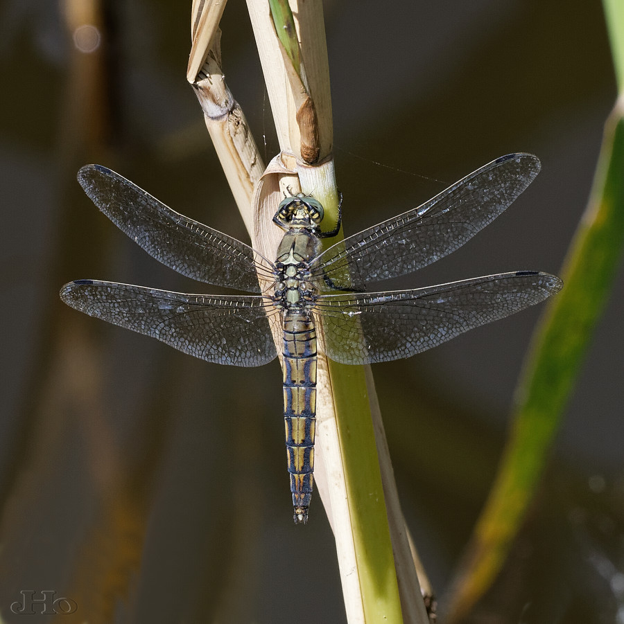GrosserBlaupfeil0737b.jpg
