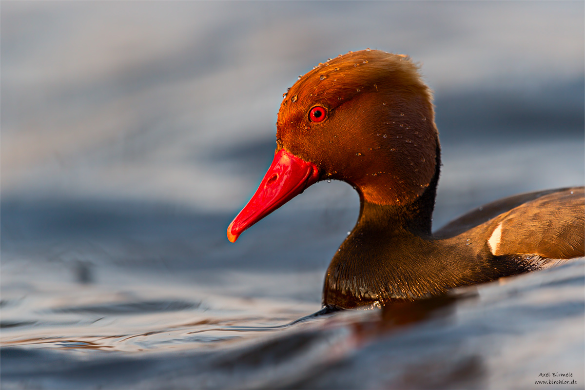 20150315_0177_PS_1200Px.jpg