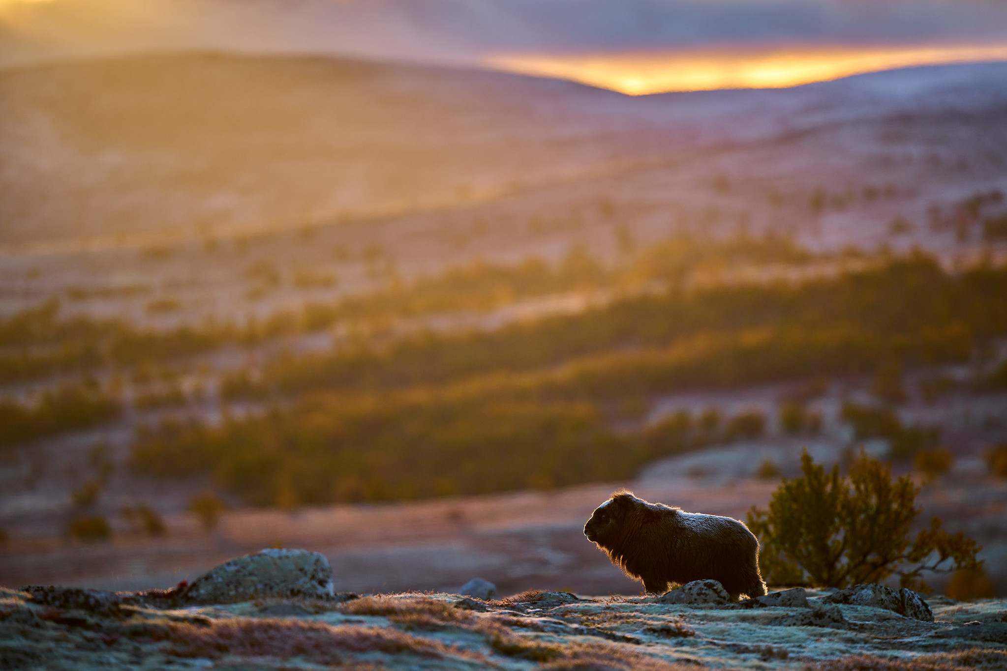 DSC_2759-X4.jpg