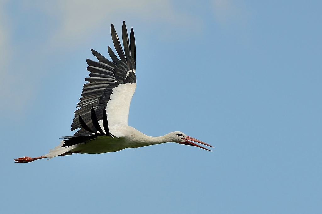 Storch_3441x_1024.jpg