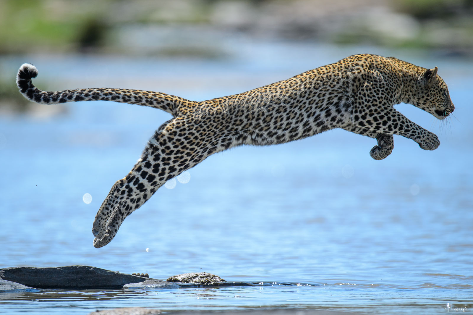 Leopard 629.jpg