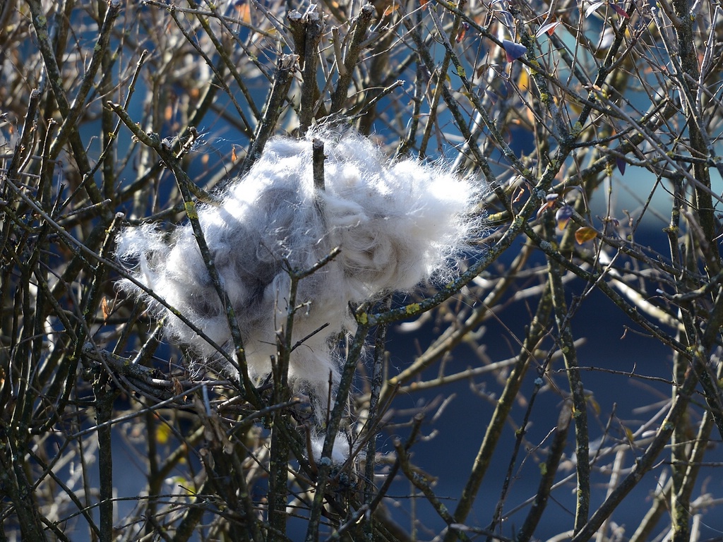_dsc_2827.jpg