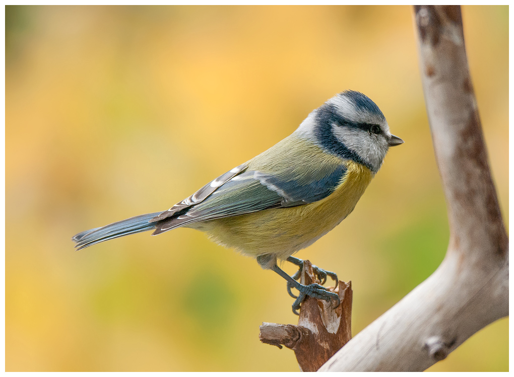 Blaumeise053.jpg