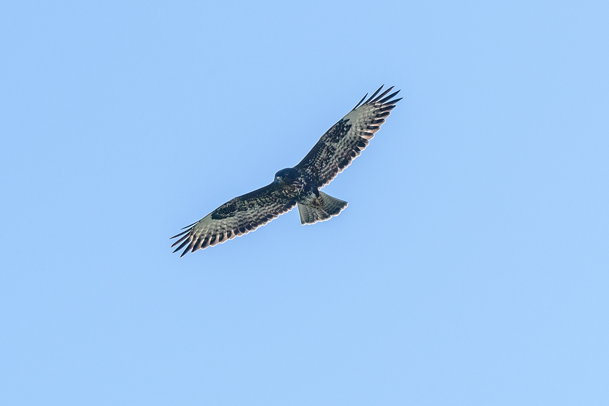 20210925_D500_7508NF.jpg