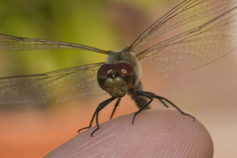 DSC_6124.jpg