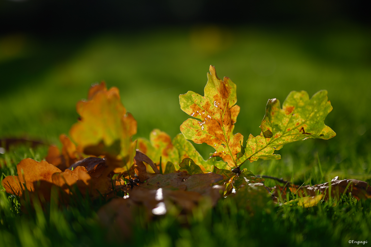 DSC_3493.jpg