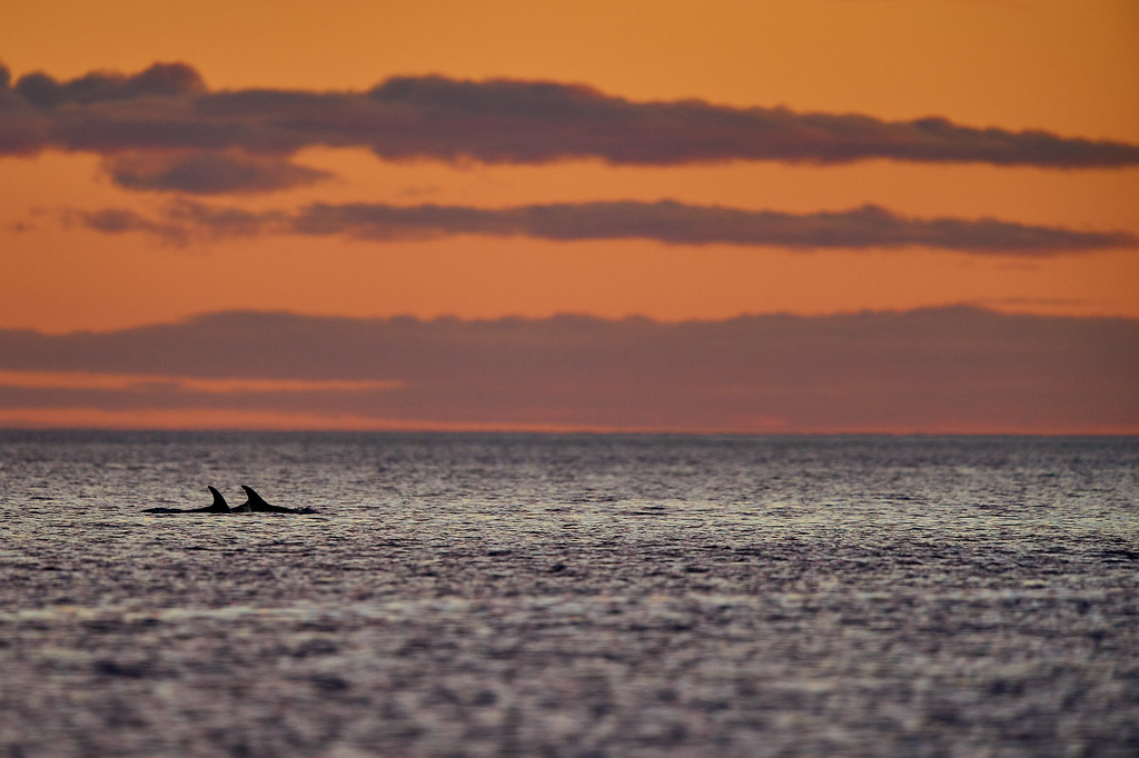 DSC_9074-XL.jpg