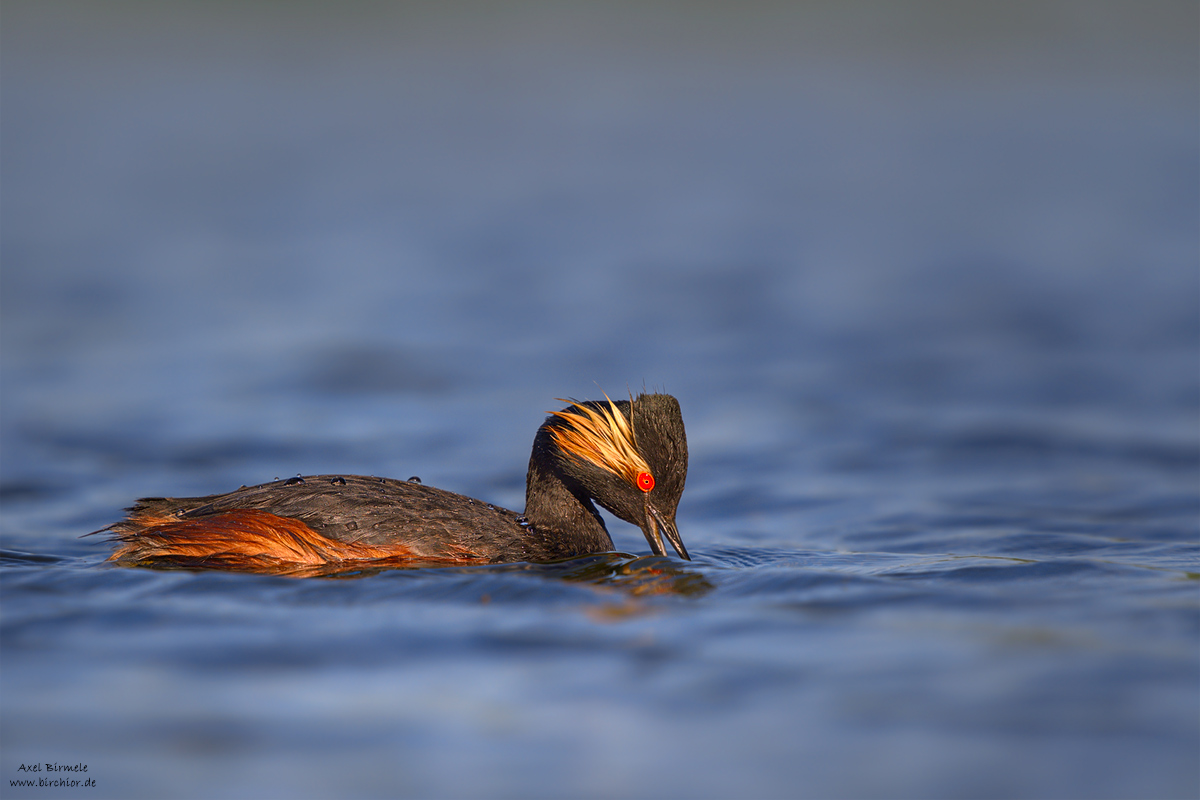 20150518_0201_PS_1200Px.jpg