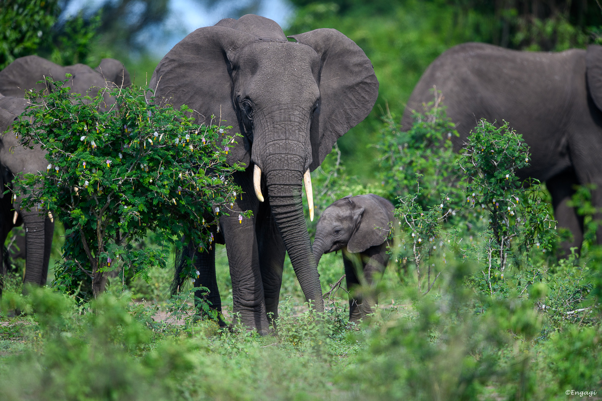 Uganda%201505.jpg