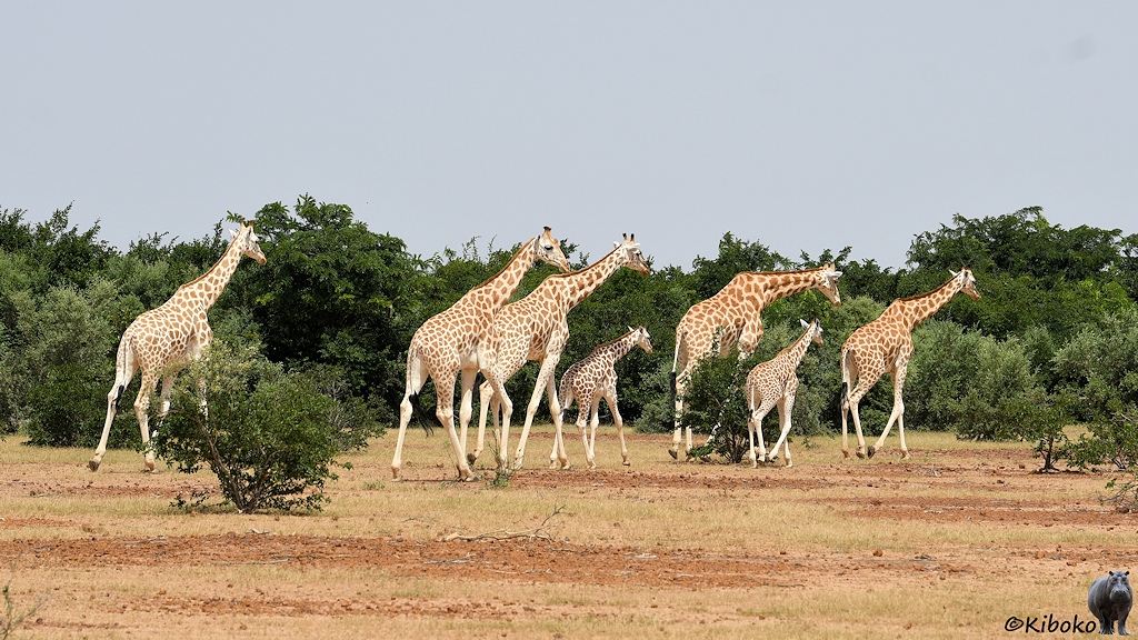 Das Bild zeigt eine Gruppe von 7 Giraffen, darunter zwei Kleine, schräg von hinten. Sie laufen zwischen kleinen Büschen vor einem größeren Gebüsch auf rötlich steinigem Boden  .