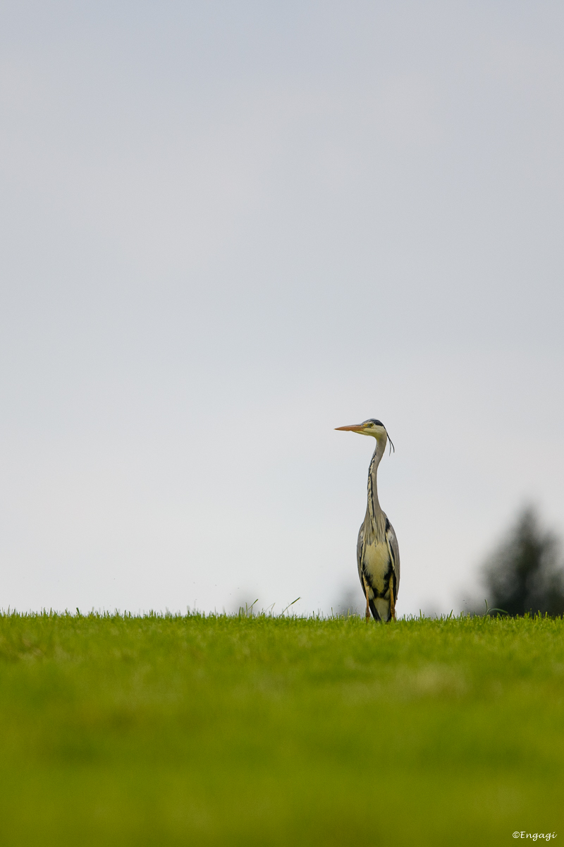 DSC_8329a.jpg