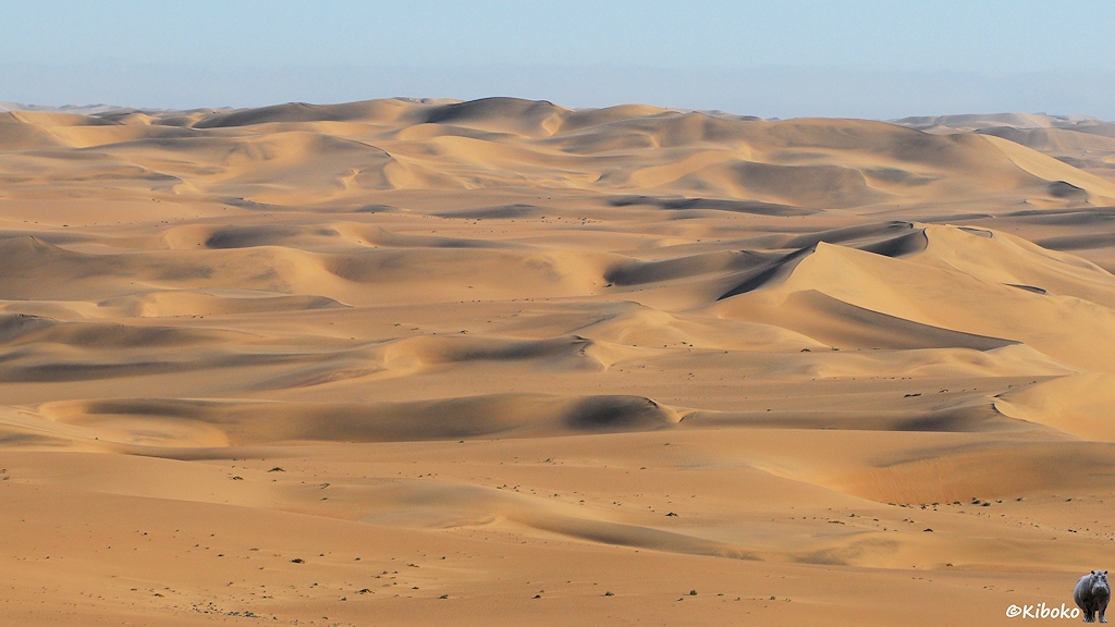Sanddünen bis zum Horizont.