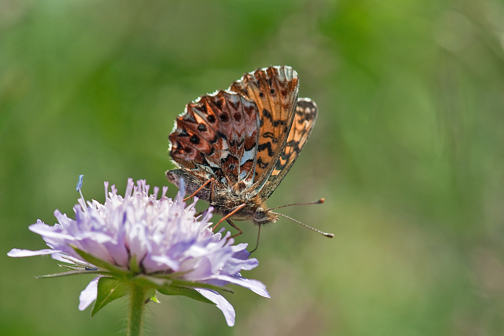 titania_churwalden_20110802.jpg