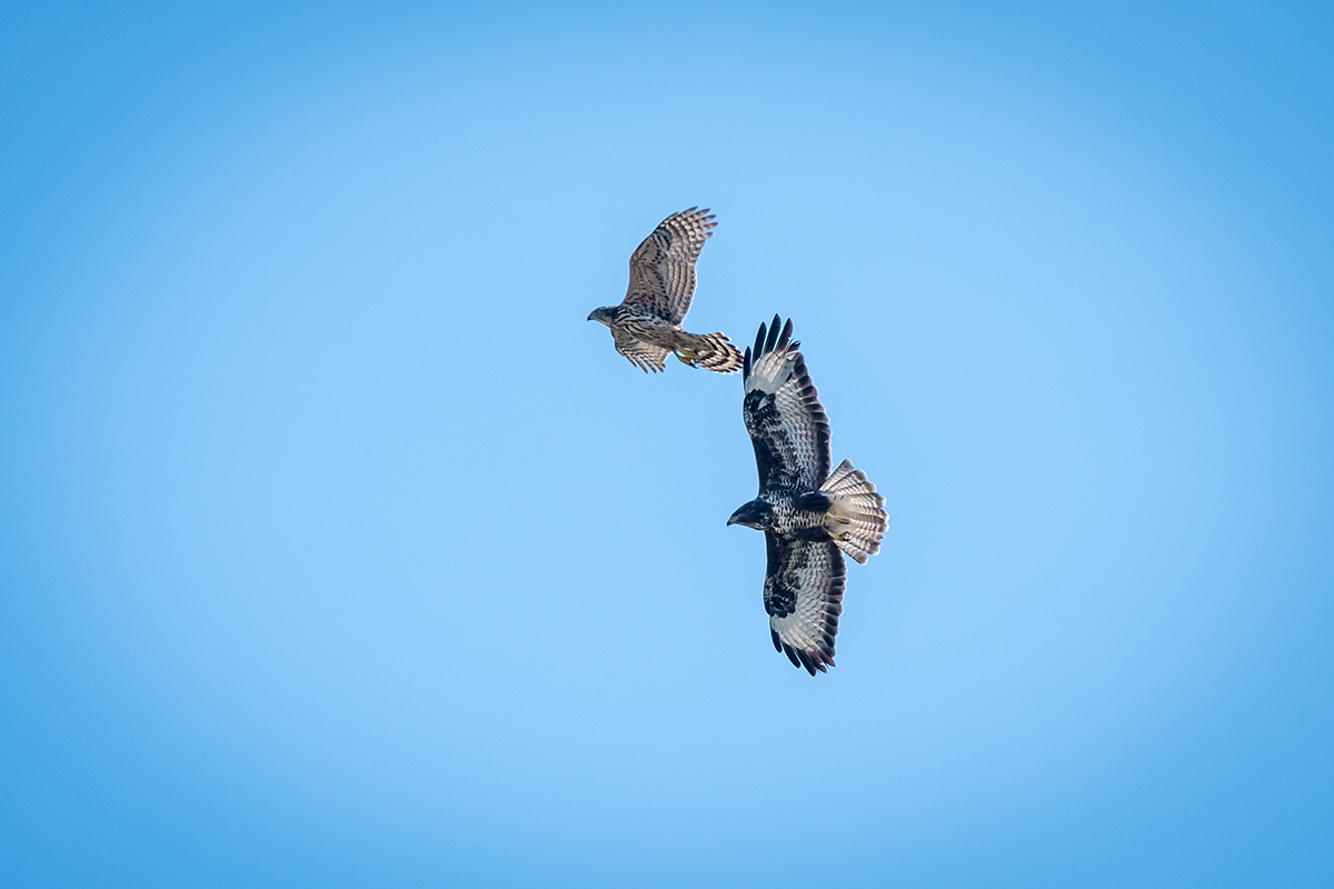 20200914_D500_1757NF.jpg