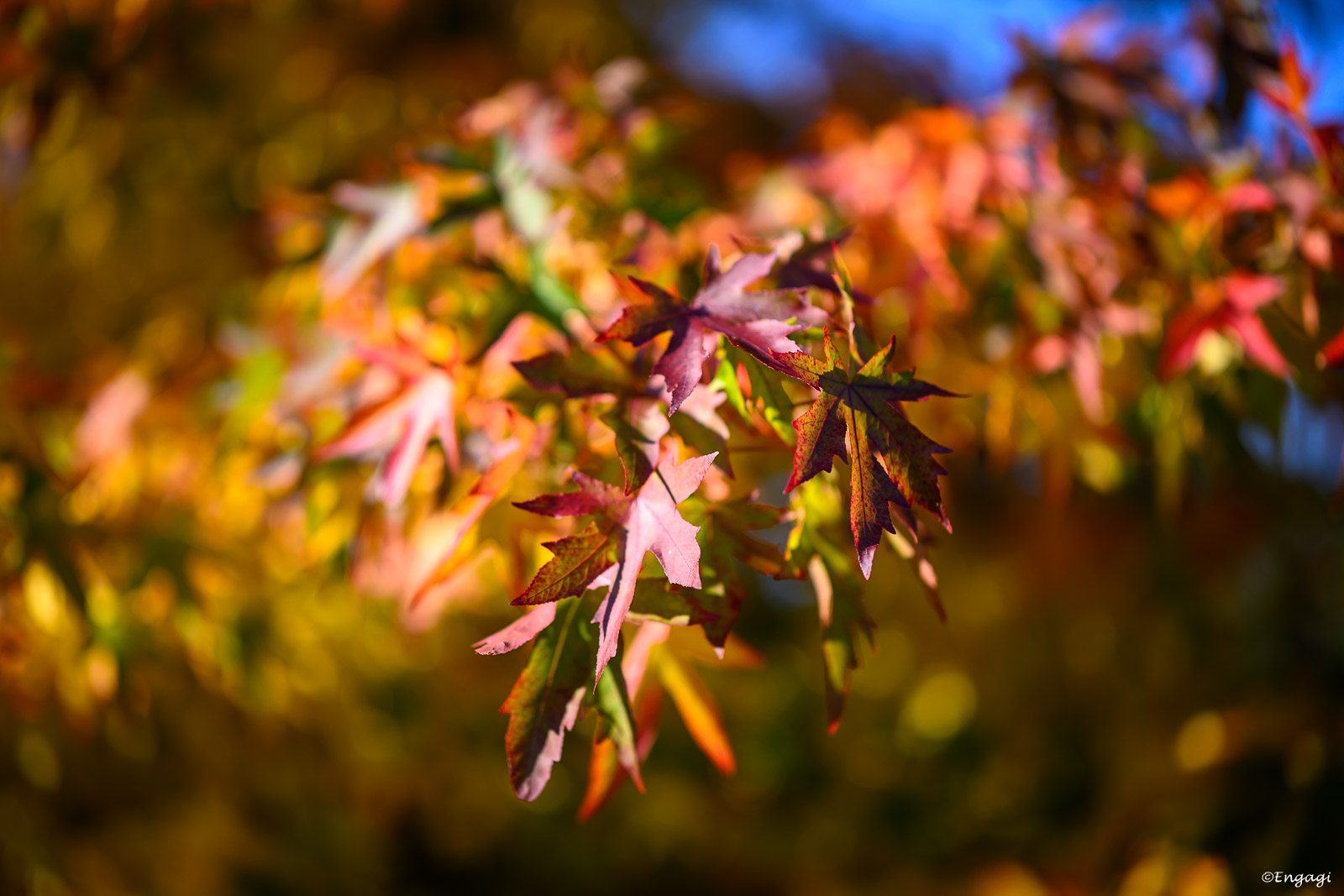 DSC_0718.jpg