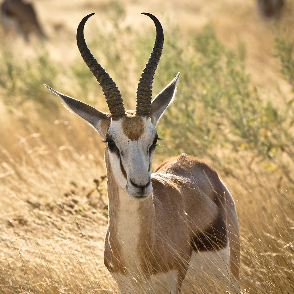 namibia_springbock_1.jpg
