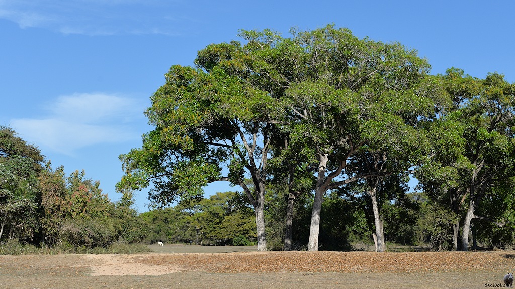 Baumgruppe vor einem Waldstück
