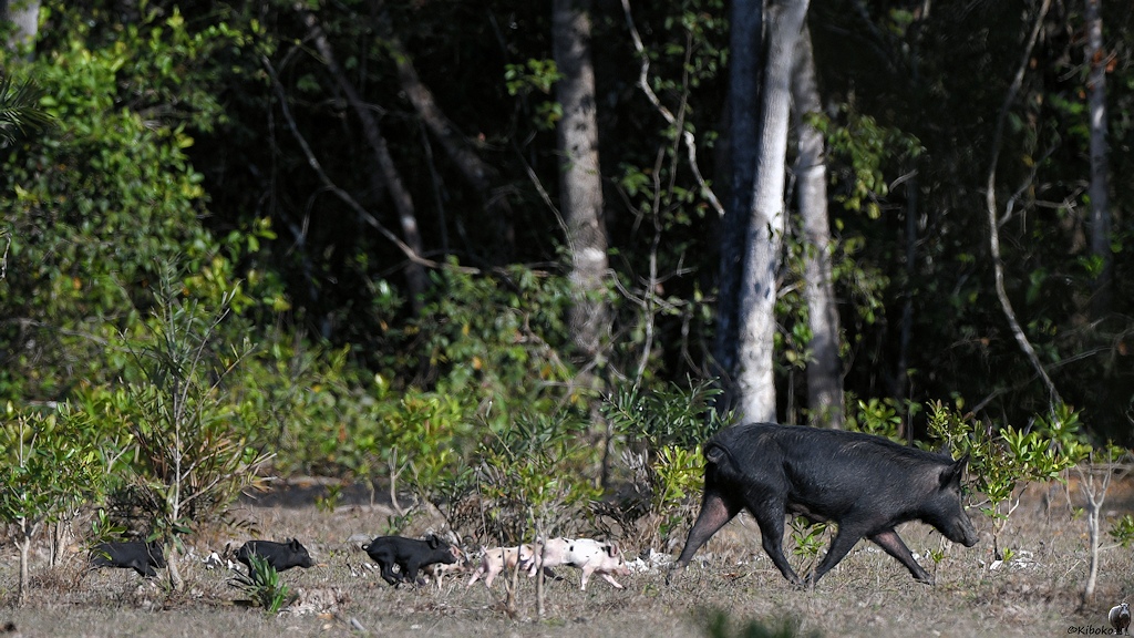 wildes schwarzes Hausschwein und eine Reihe schwarzer und heller Ferkel flüchten in den Wald