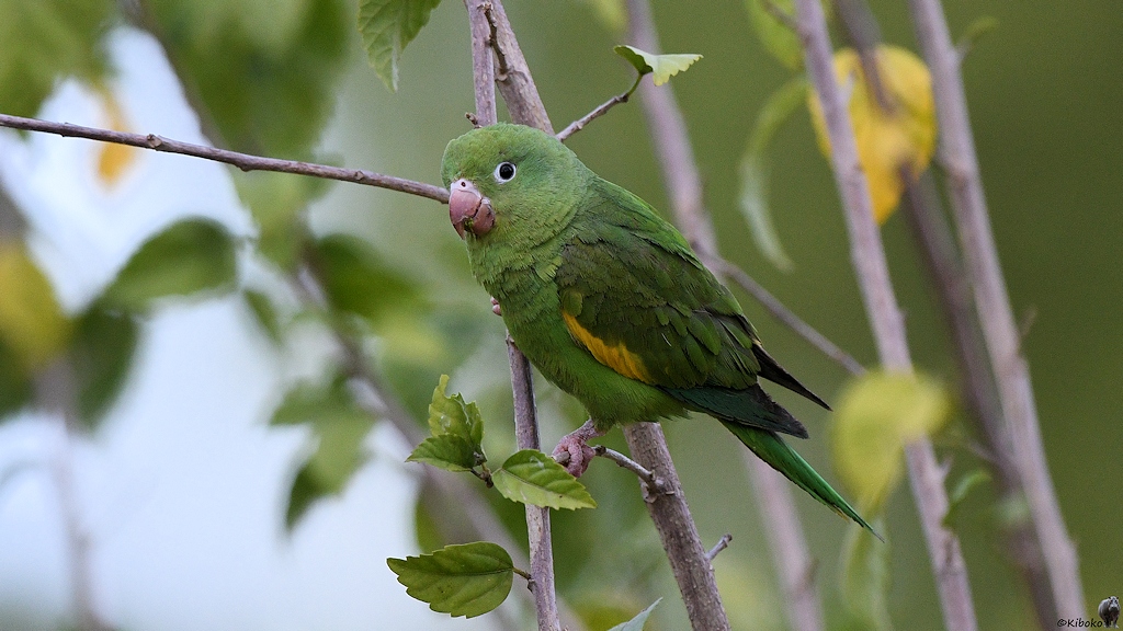 Ein kleiner grüner Papageienvogel mit gelbem Streifen am Dunkelgrünen Flügel und rosa farbener Schnabel