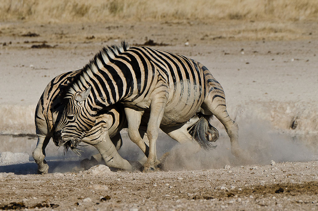 namibia_kaempfende_zebras_1.jpg