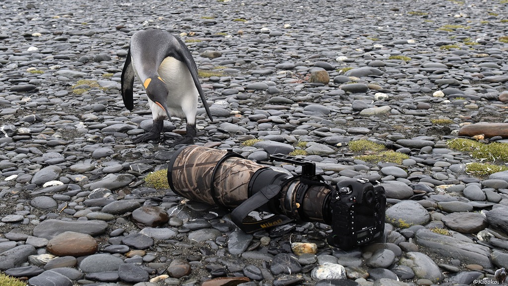Pinguin schaut auf D4 mit 500/4 am Strand