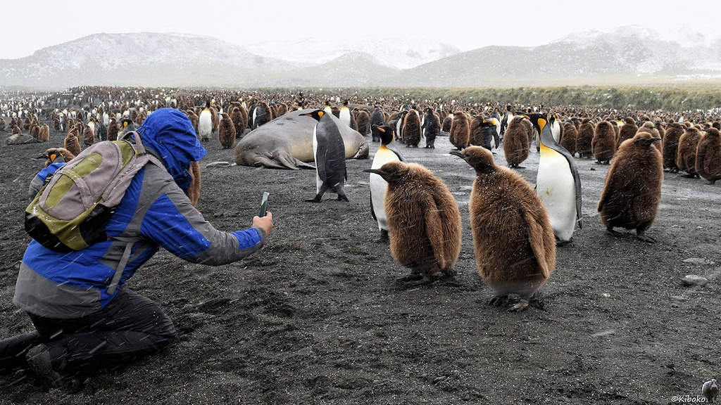 Pinguinfotografie mit dem Handy