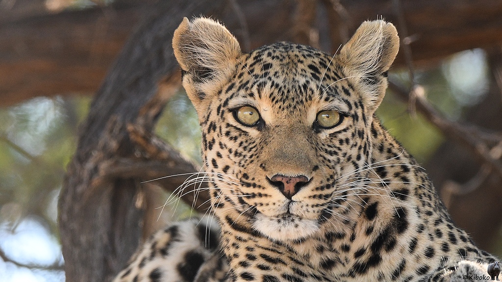 Porträt eines Leopards auf einem Baum
