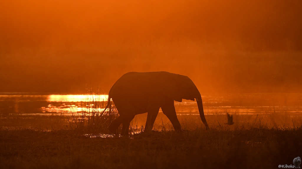 Junger Elefant bei starkem Gegenlicht während des Sonnenuntergangs