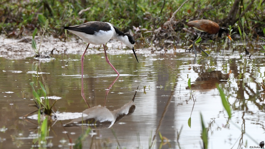 Schwarzweißer Vogel mit langen rosafarbenen Beinen spiegelt sich im Wasser