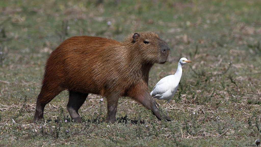 Capybara und Kuhreiher schreiten vorbei