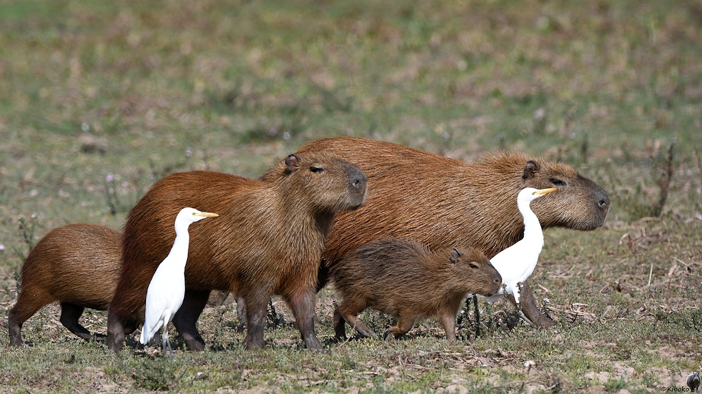 Capybarafamilie mit zwei Jungtieren mit zwei Kuhreihern