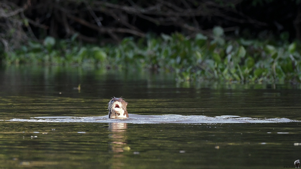 Riesenotter schaut mit dem Kopf aus dem Wasser