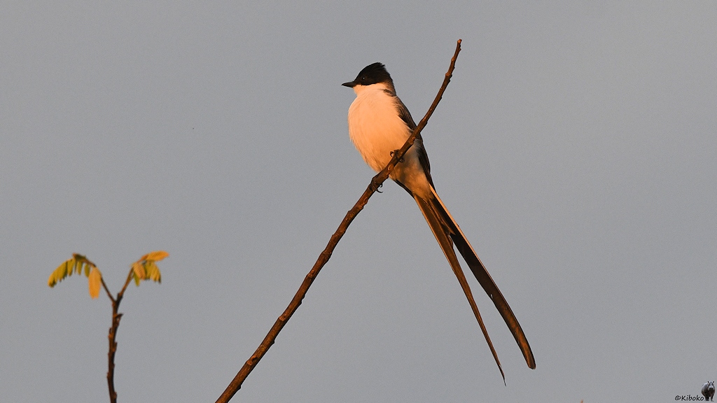 Ein kleiner weißer Vogel mit schwazer Kappe, dunklen Rücken und langen, gabelförmigen Schwanz sitzt im Morgenlicht auf einem Ast