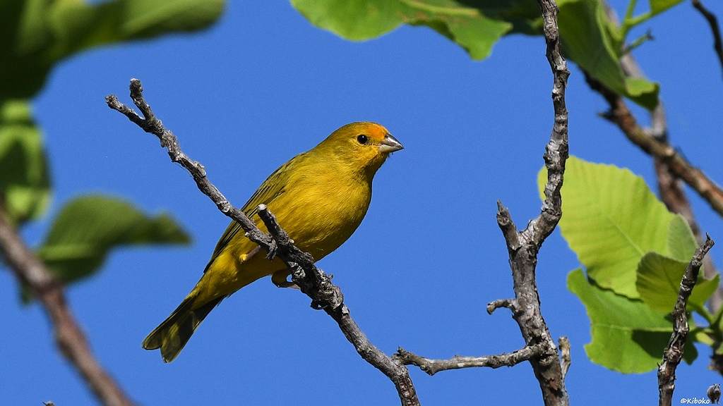 Kleiner gelber Vogel mit orangener Stirn sitzt auf einem Ast vor blauen Himmel