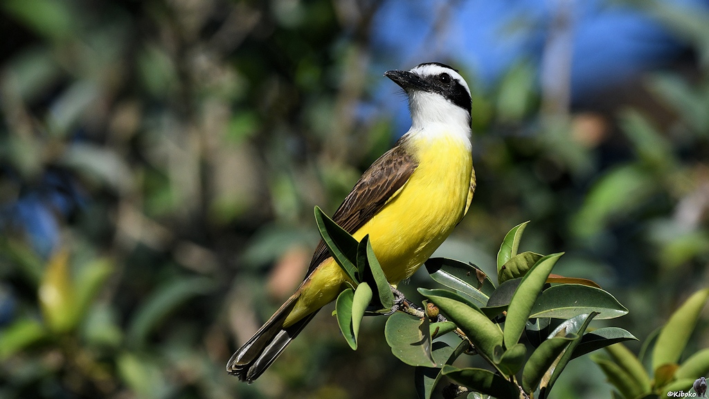 Ein kleiner Vogel mit weissem Kopf, schwarzer Augenmaske, gelbem Bauch und graubraunen Flügeln sitzt zwischen Blättern