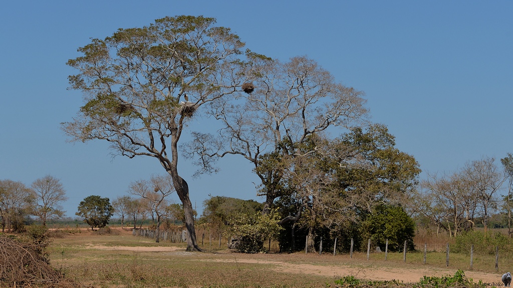 Jabirunest in einem hohen Baum an der Transpantaneira