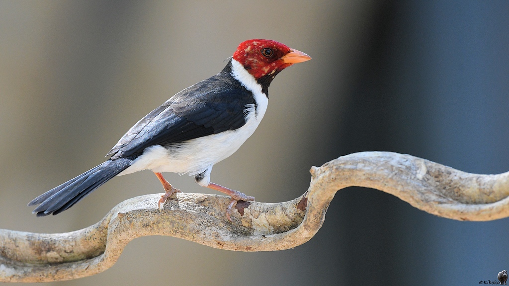 Kleiner weißer Vogel mit schwarzen Flügeln, rotem Kopf und gelbem Schnabel sitzt auf einem geschwungenen Ast