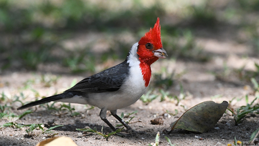 Kleiner weißer Vogel mit grauen Flügeln, rotem Kopf mit hochstehenden Kopffedern